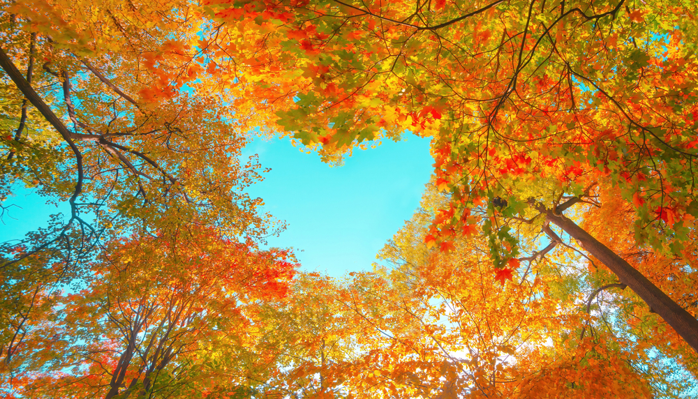 the colorful canopy of autumn leaves creates a heart shape